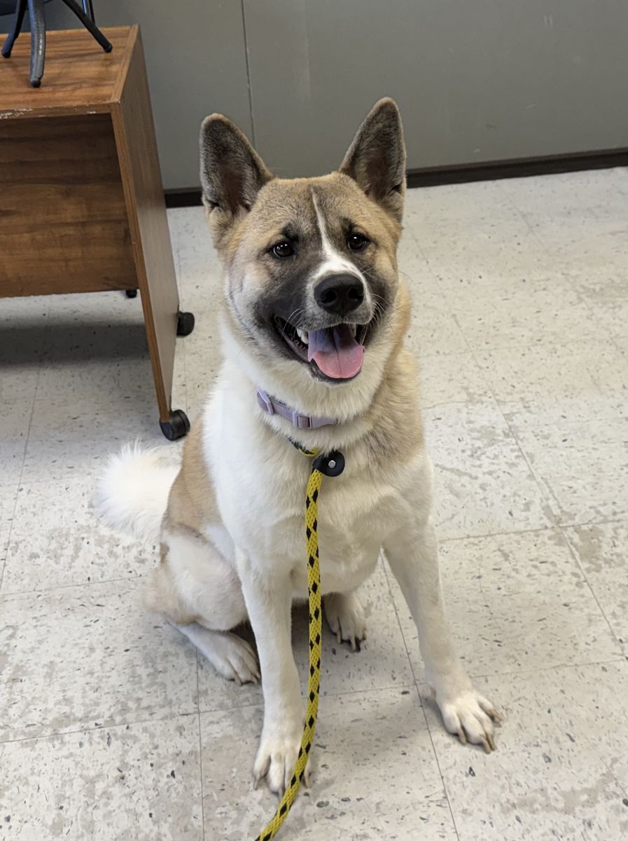 A163169 Ruth is Available for Adoption!