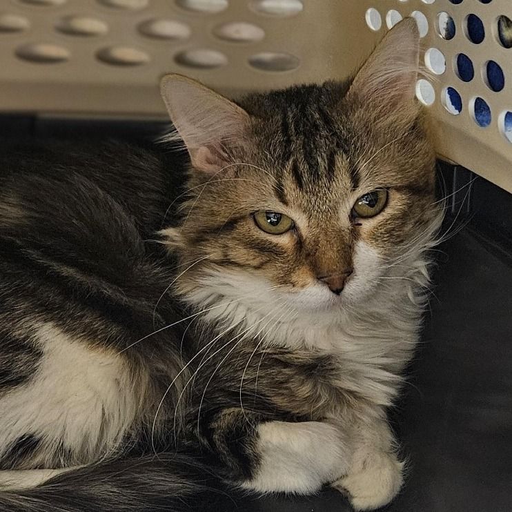 Hello my name is Thread Crumb