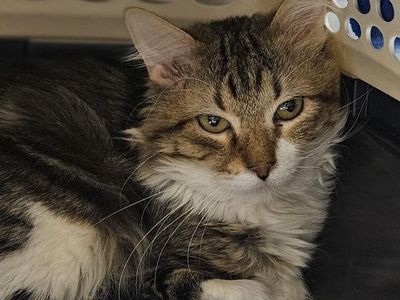 Hello my name is Thread Crumb