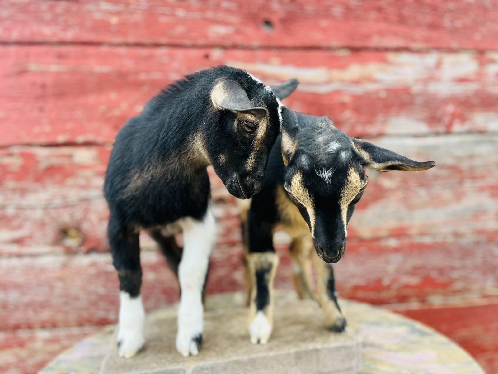 Nigerian Dwarf bucklings