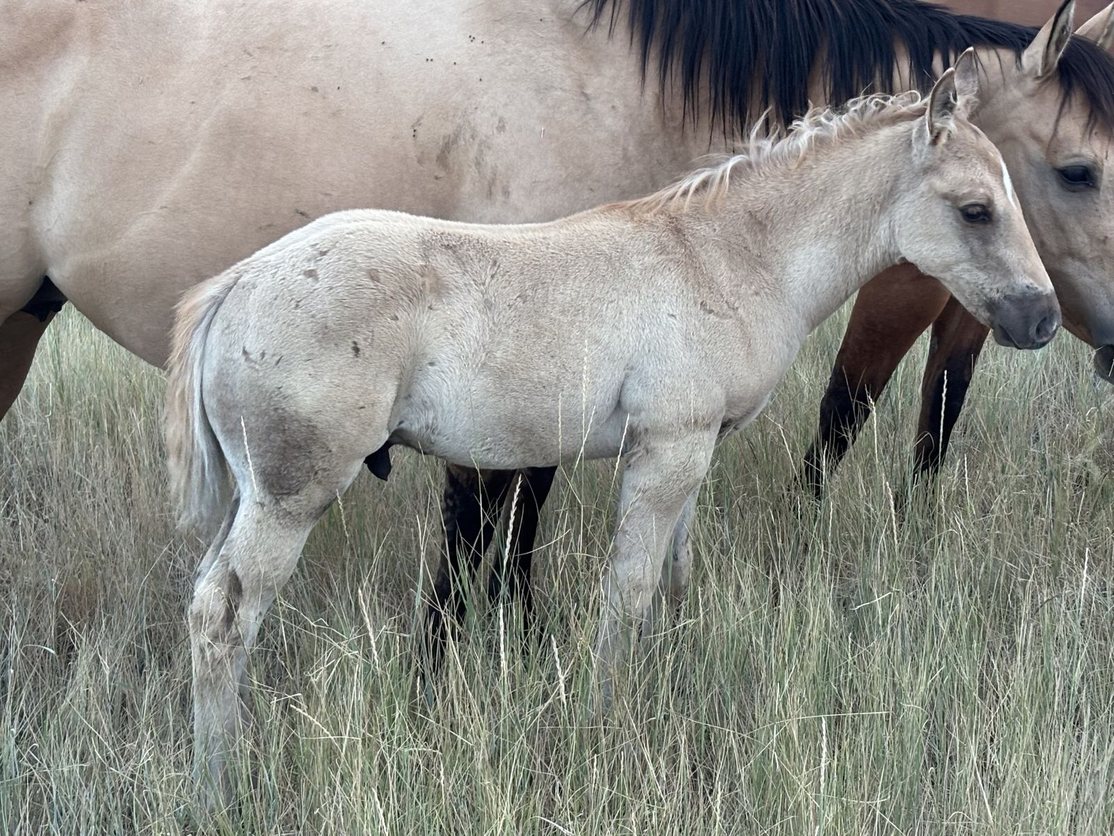 Weanling Draft Cross Foals