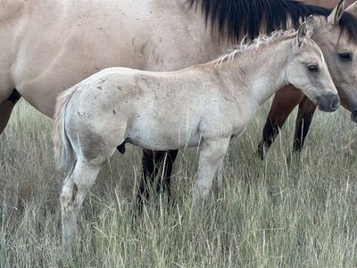 Weanling Draft Cross Foals