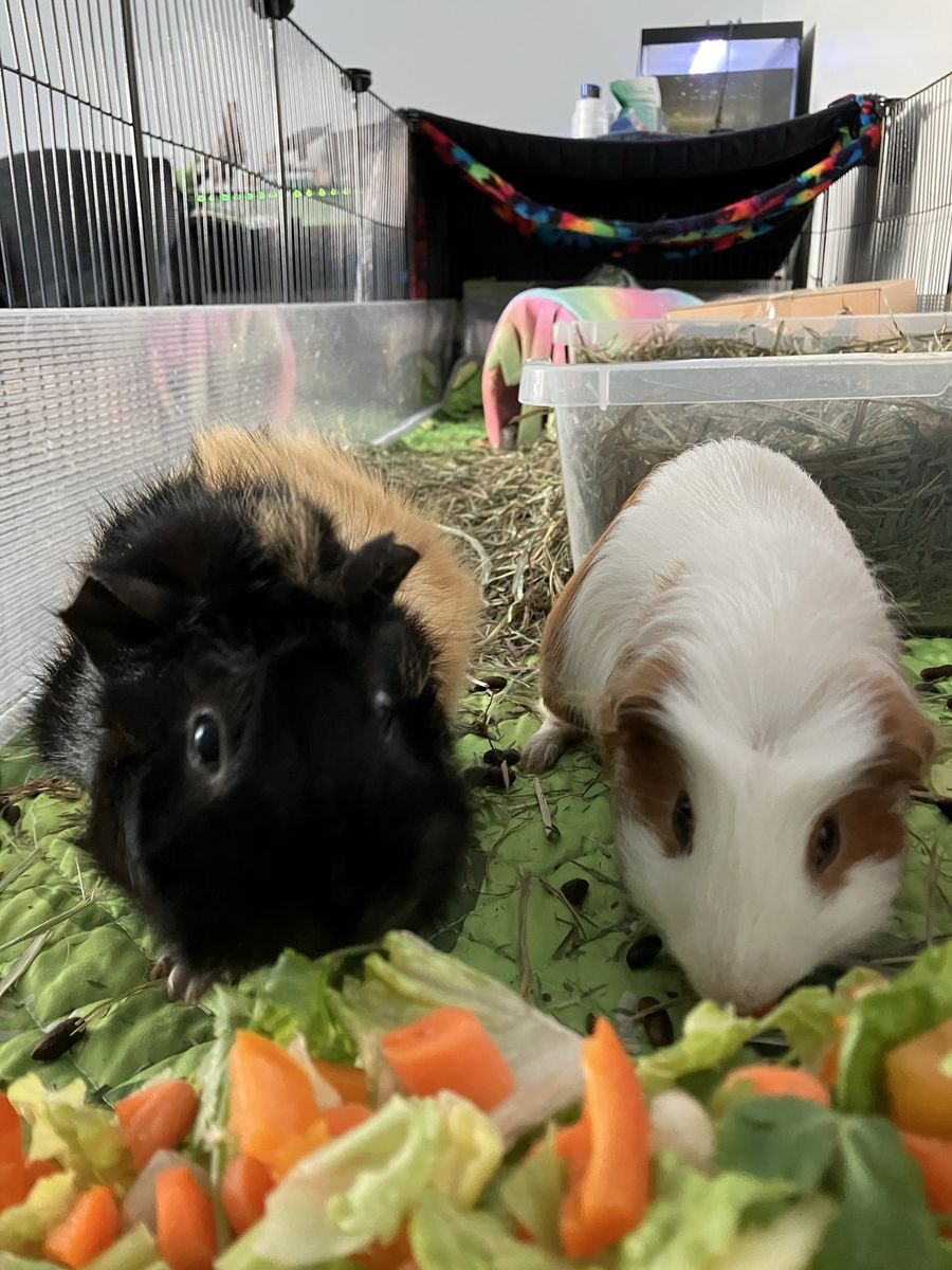 Guinea pigs in need of rehoming!