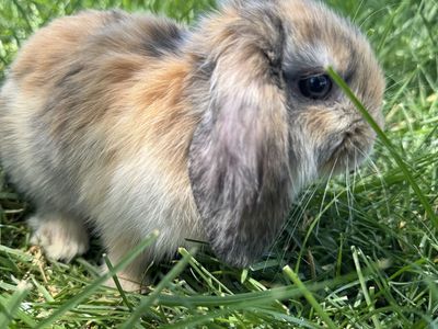 Pedigreed Holland Lop Bunny- Buck