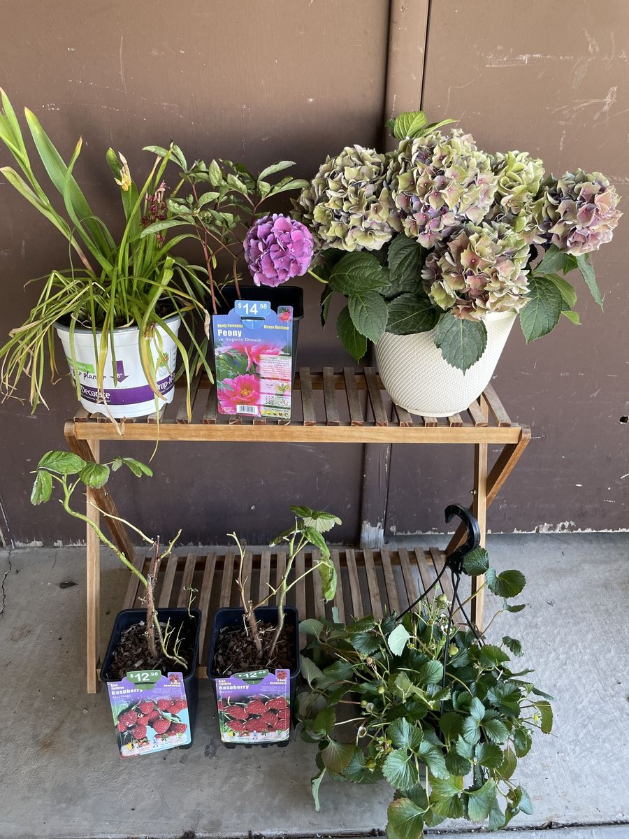 Hydrangea, Tulips, Peony, Raspberries, and Strawberries
