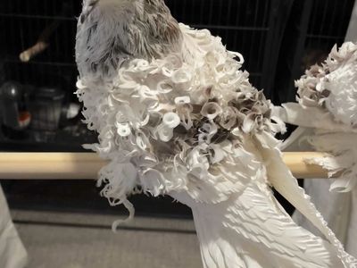 Frillback Pigeons