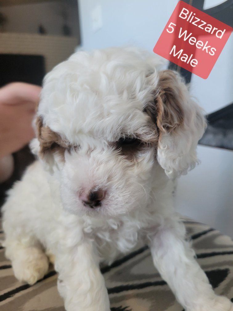 GORGEOUS MICRO / MINI GOLDENDOODLE PUPPIES
