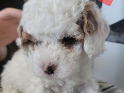 GORGEOUS MICRO / MINI GOLDENDOODLE PUPPIES