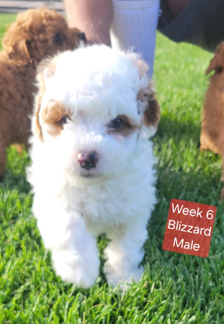GORGEOUS MICRO / MINI GOLDENDOODLE PUPPIES