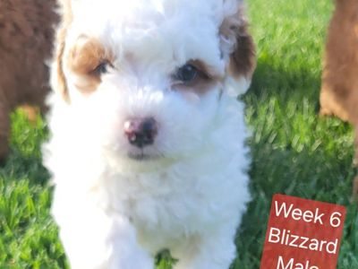 GORGEOUS MICRO / MINI GOLDENDOODLE PUPPIES
