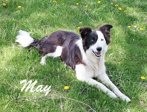 Border Collie Sisters (9 years)