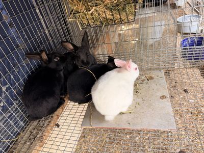 Purebred Satin rabbits