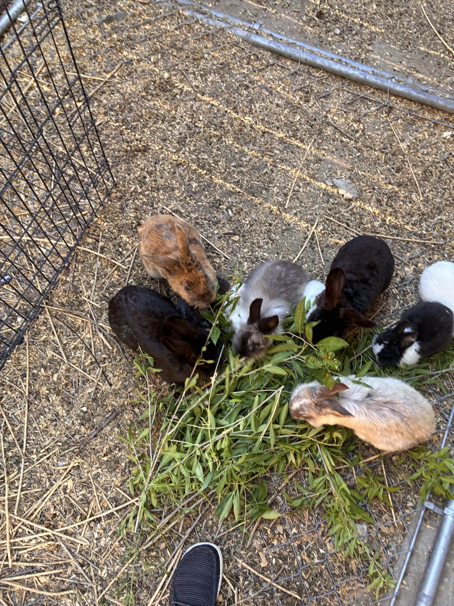 Bunnies for sale