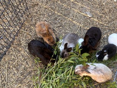Bunnies for sale