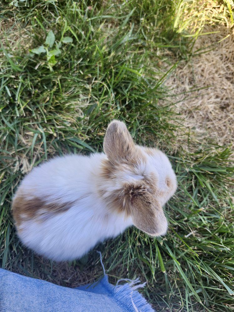 Adorable Dwarf Lop Baby Bunnies for Sale - Various Colors