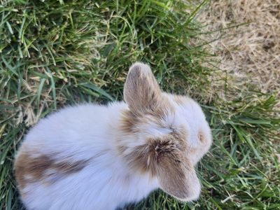 Adorable Dwarf Lop Baby Bunnies for Sale - Various Colors