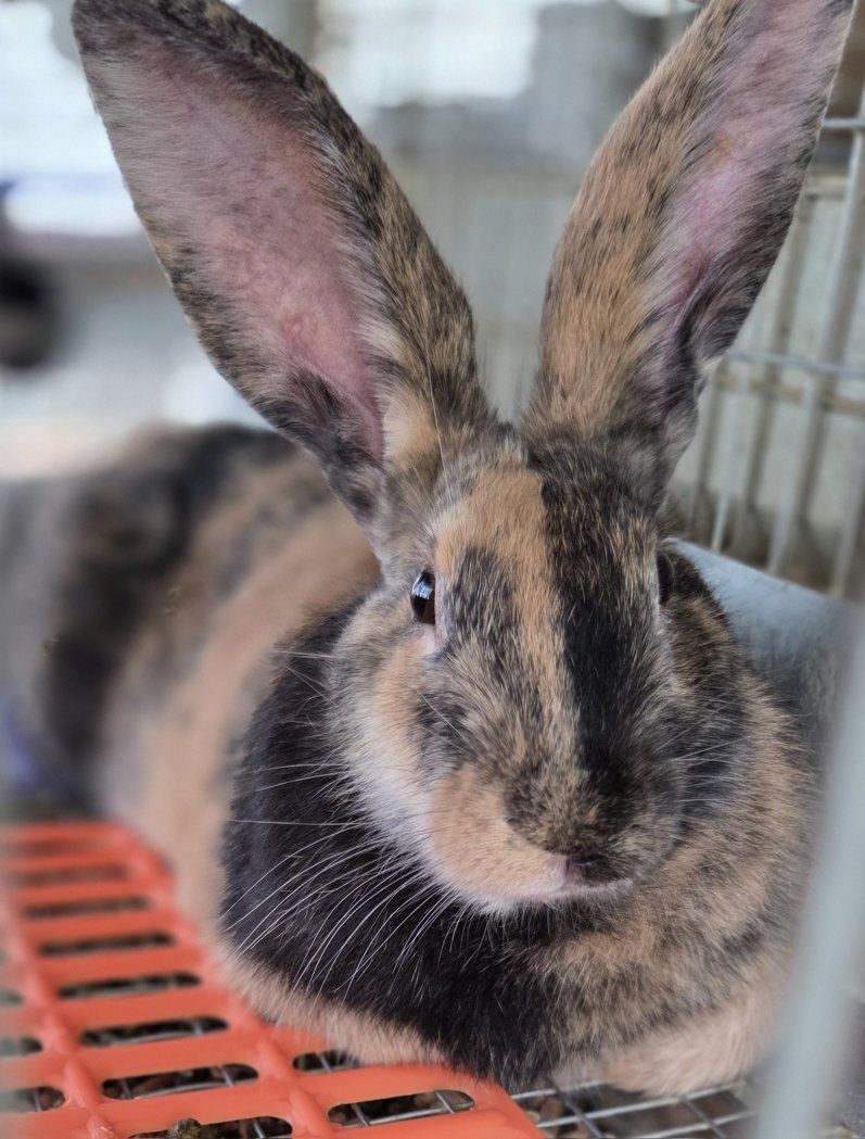 Rhinelander Sport Bunny Rabbit 