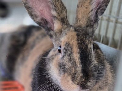 Rhinelander Sport Bunny Rabbit