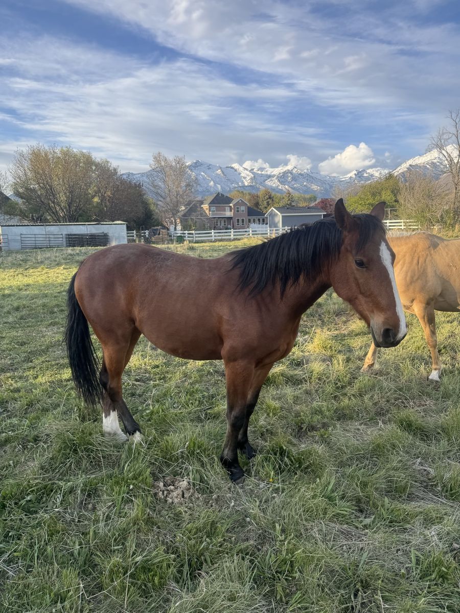 2 Yr Old QH x Clydesdale Quarter Draft