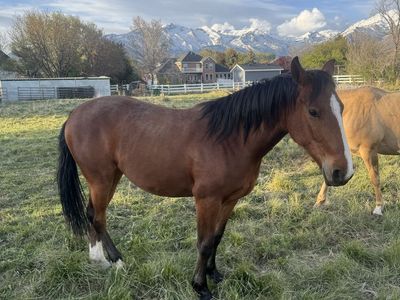 2 Yr Old QH x Clydesdale Quarter Draft
