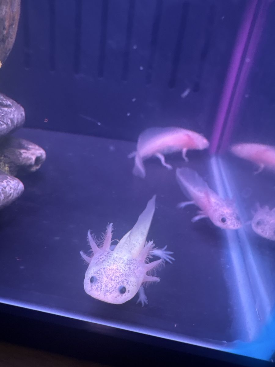 Baby Axolotl’s ready for a home