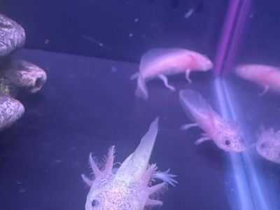 Baby Axolotl’s ready for a home