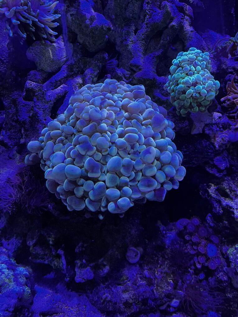 Coral!