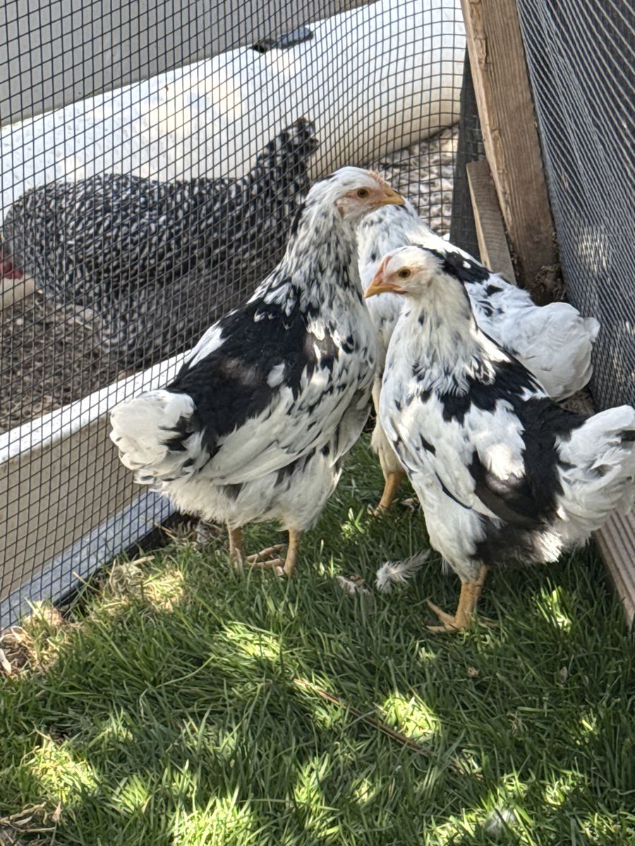 Chickens