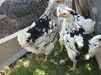 Chickens