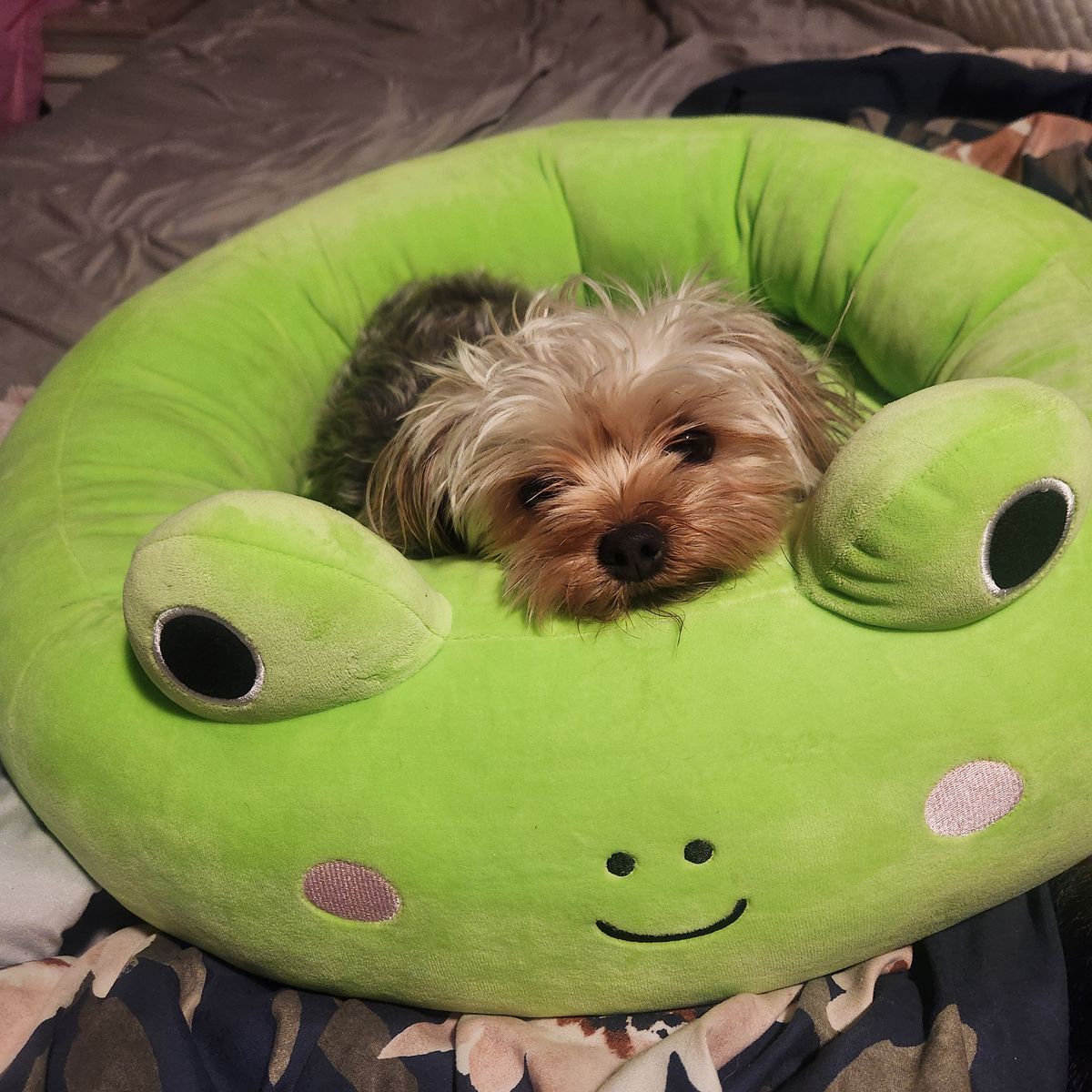 Yorki