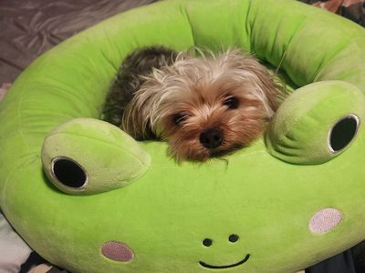 Yorki