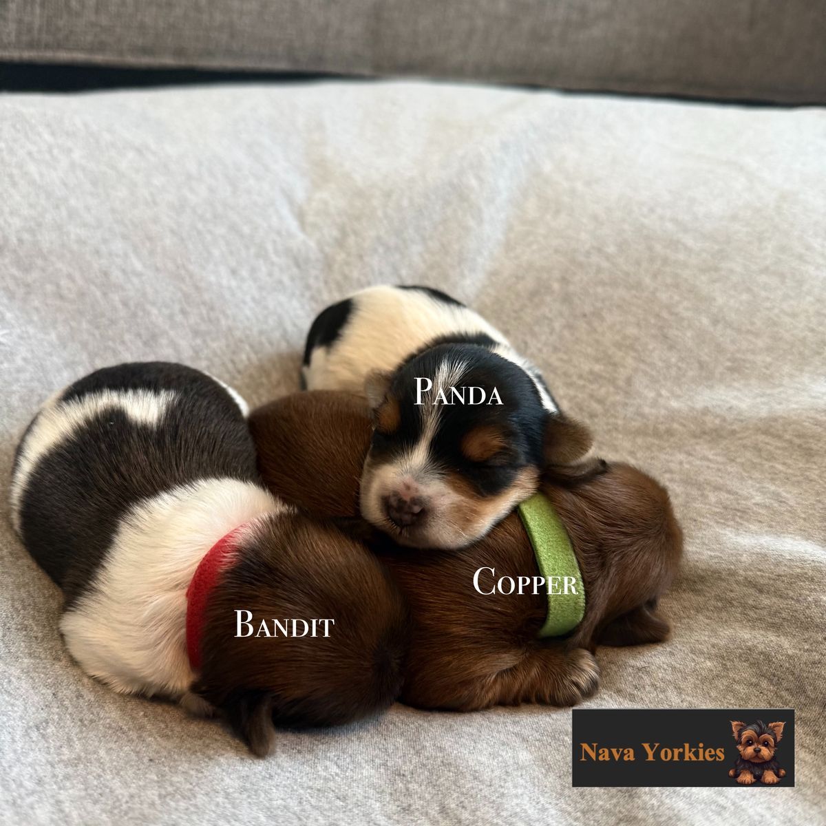 Tiny AKC Yorkshire Terrier Puppies – Parti & Rare Gold