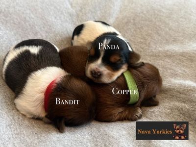 Tiny AKC Yorkshire Terrier Puppies – Parti & Rare Gold