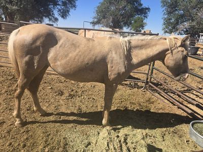Palomino mare