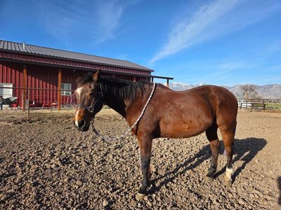 All Around Kids Horse