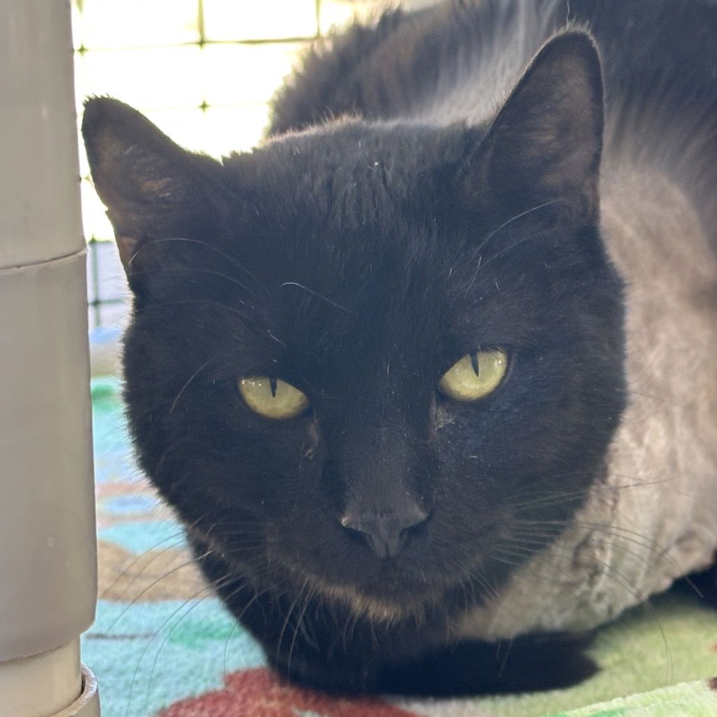 Hello my name is Conjure