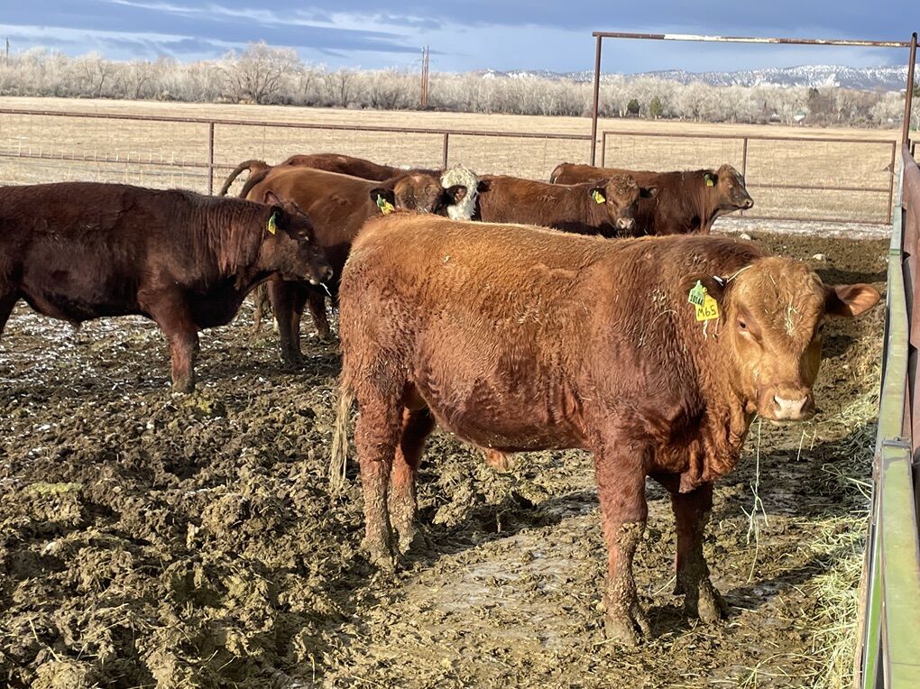 2 Year Old Red Angus Bulls