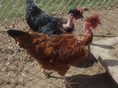 TURKEN Hen Chickens "Harry and Lloyd" 5 months old for Sale