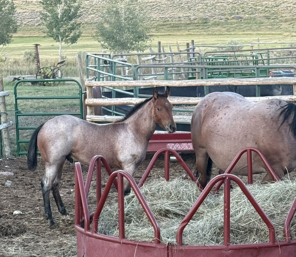 2025 Bay Roan Colt - Ray Better Believe