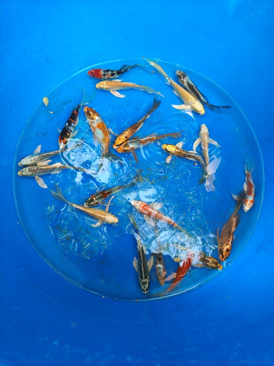 LETS CELEBRATE THE 4TH OF JULY THE KOI WAY 5"-6"