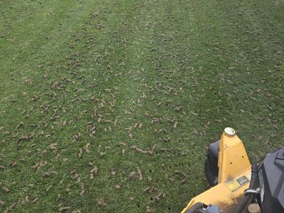 lawncare services aeration and dethatching/power r