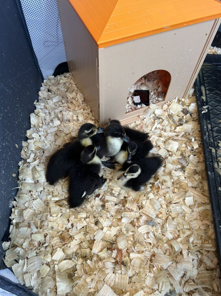 Ducklings