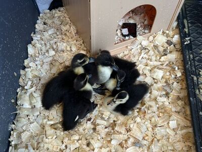 Ducklings