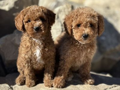 Mini Goldendoodle Golden doodle