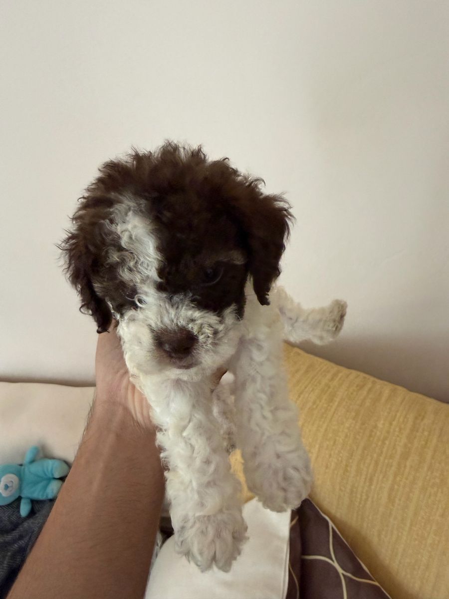 Maltipoo puppy!!