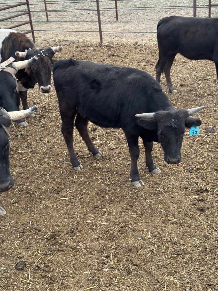 Fresh Roping Steer