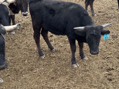 Fresh Roping Steer