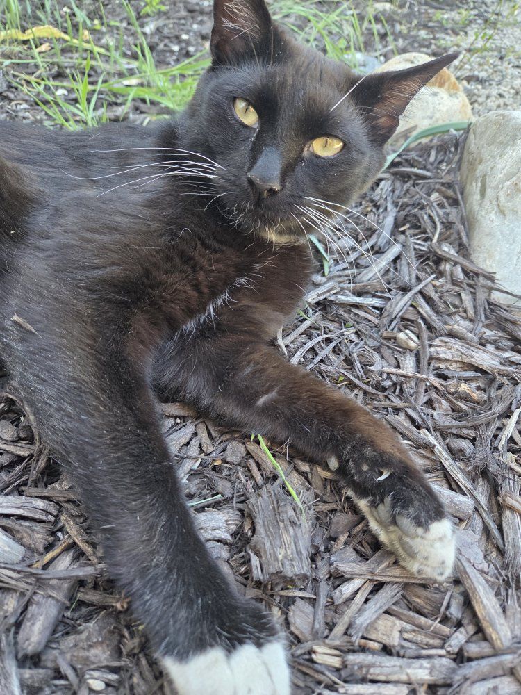 Missing Scout