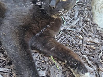 Missing Scout