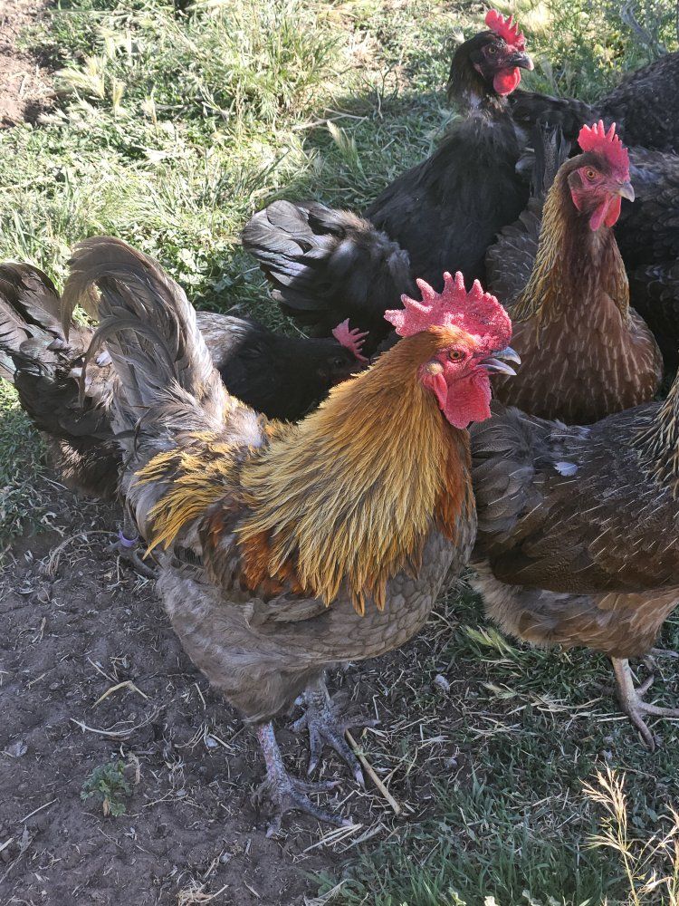 Blue Copper Marans Roosters